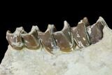 Fossil Running Rhino (Hyracodon) Jaw Section - South Dakota #146346-3